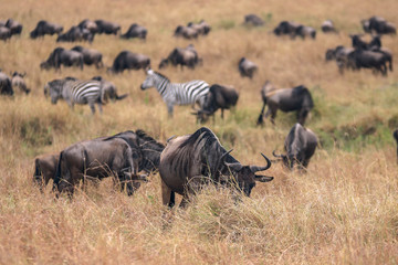 wildebeest in masai mara kenya
