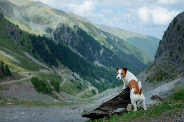 little dog in the mountains. Jack Russell Terrier in Nature. Italian Dolomites. hiking trekking...