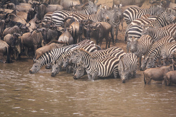 Fototapeta na wymiar zebra in the water in masai mara kenya