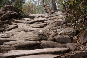 stairs in the forest