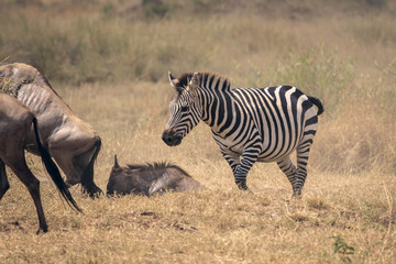 Cebra cruzando el río Mara (Kenia)