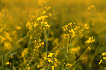 Obraz premium Yellow rape blossom in a field in Rheinhessen, Germany