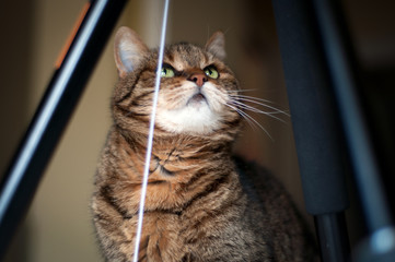 beautiful portrait from below of a female cat under a tripod playing with a toy. she is looking her toy with her green eyes