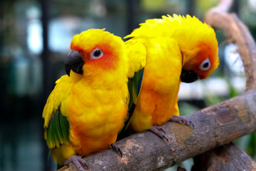 Close up macro of beautiful colorful lovebird two parrots sitting on a tree branch.