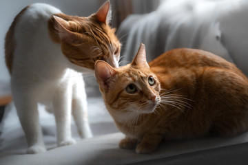 gato blanco y marrón lame la cabeza del gato atigrado que mira a la izquierda