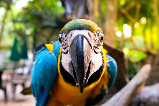 Beautiful close-up pictures of the yellow-blue macaws, colorful and beautiful.