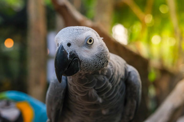 African Congo gray parrot resting on a natural branch with a natural background.