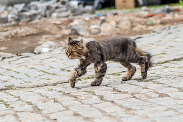 Fototapeta zabawny kot ostrzyżony idzie po ulicy w mieście  obraz