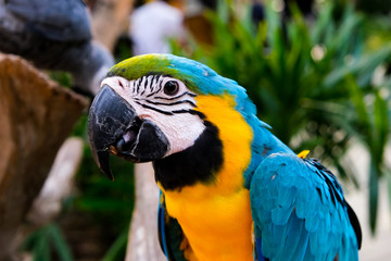 Beautiful close-up pictures of the yellow-blue macaws, colorful and beautiful.