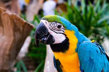 Beautiful close-up pictures of the yellow-blue macaws, colorful and beautiful.