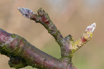 Macro shot of fruit bud on an apple tree