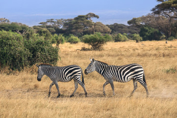 Fototapeta na wymiar zebras in continent