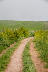 Fototapeta na wymiar Dirt path going through the middle of a green field