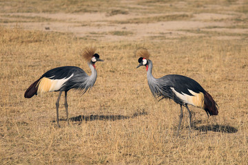 Aves de Kenia