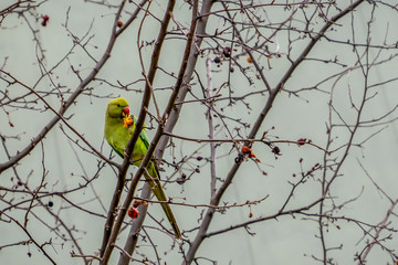 Green parrot feeding, eating fruit on branch of tree in urban life in Turkey