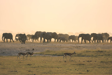 Fototapeta na wymiar herd of elephants in kenya