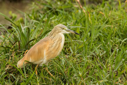 Uccello africano