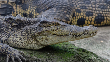 crocodile on the sun light