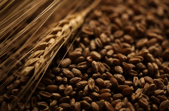 Wheat grains for harvest