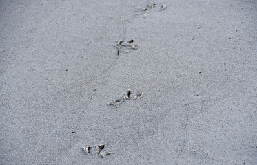 Fototapeta na wymiar Four traces of gulls on the sand by the Polish sea