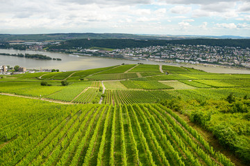 Fototapeta na wymiar Beautiful wineries in the summer season of western Germany, visible road between rows of grapes.