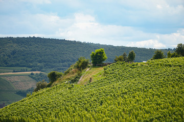 Obraz premium Beautiful wineries in the summer season of western Germany, visible road between rows of grapes.