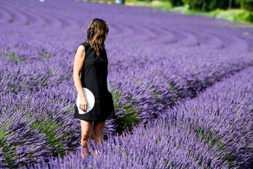 CAMPO DI LAVANDA PROVENZA FRANCIA