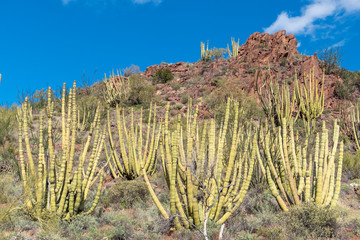cacti of Arizona’s Sonoran Desert stand like a vast, silent army at Organ Pipe Cactus National...