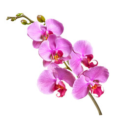 Fototapeta na wymiar a branch of phalaenopsis orchid flowers and buds isolated on white background