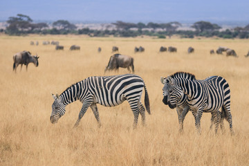 Fototapeta na wymiar Cebras en sabana Africana (Kenia)