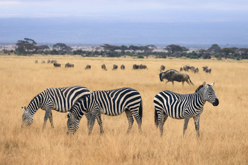 Fototapeta na wymiar zebras and wildebeast in the savannah