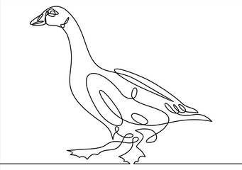 Continuous line drawing of goose.  Vector illustration.