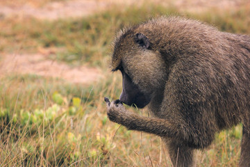 Mono en Masai Mara (Kenia)