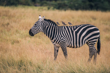 Fototapeta premium zebra in the grass