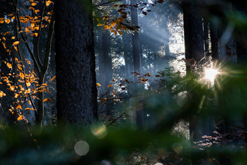 Wald lichtspiel