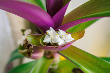Fototapeta premium Close-up shot of white flower of the boat lily or Moses-in-the-cradle. Tradescantia spathacea inflorescence
