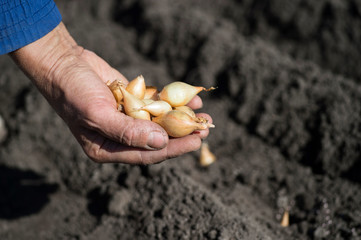 The hand of a woman farmer holds a handful of small onion bulbs for planting against a background of earthen beds.