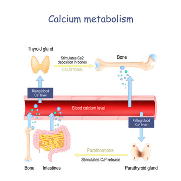 Calcium metabolism, and impact on human organs. vitamin d deficiency.