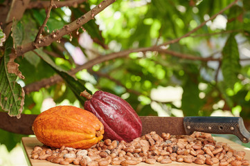 Cacao pods with machete on table