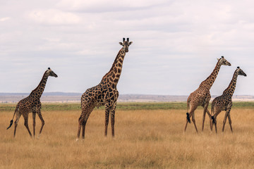giraffe in the savannah
