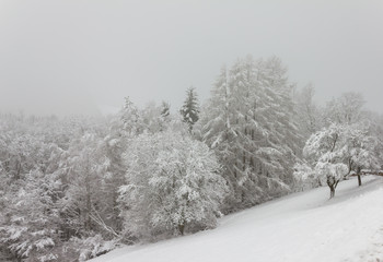 Waldrand am Hang mit Schneedecke