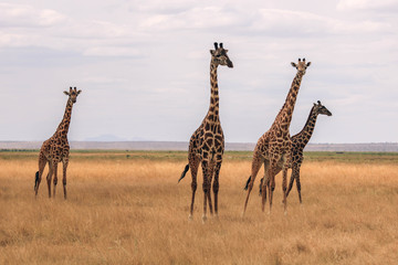 giraffe in the savannah