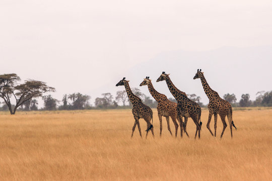 Giraffas en Kenia cruzando sabana africana