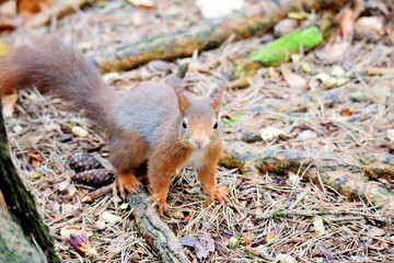 Red squirrel