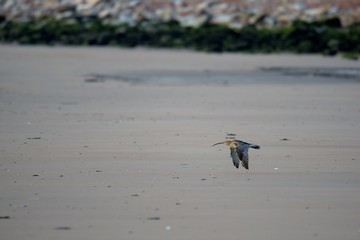 Curlew