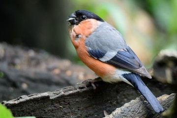 Mr Bullfinch