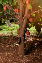 Cacao tree plant