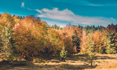 autumn landscape with trees and blue sky