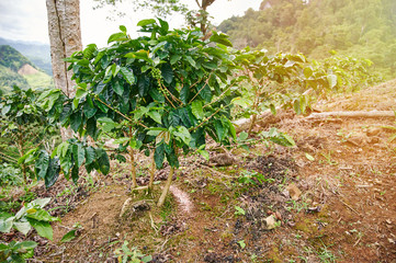 Fototapeta na wymiar Coffee plant on top of mountain