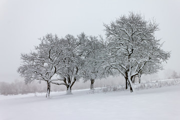 Baumgruppe im Winter mit nebeligem Hintergrund
